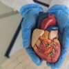 Aneurisma da aorta costuma não causar sintomas, mas pode evoluir para quadros graves sem acompanhamento médico