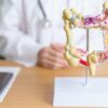 Imagem de um intestino de plástico, em cima de uma mesa do consultório médico