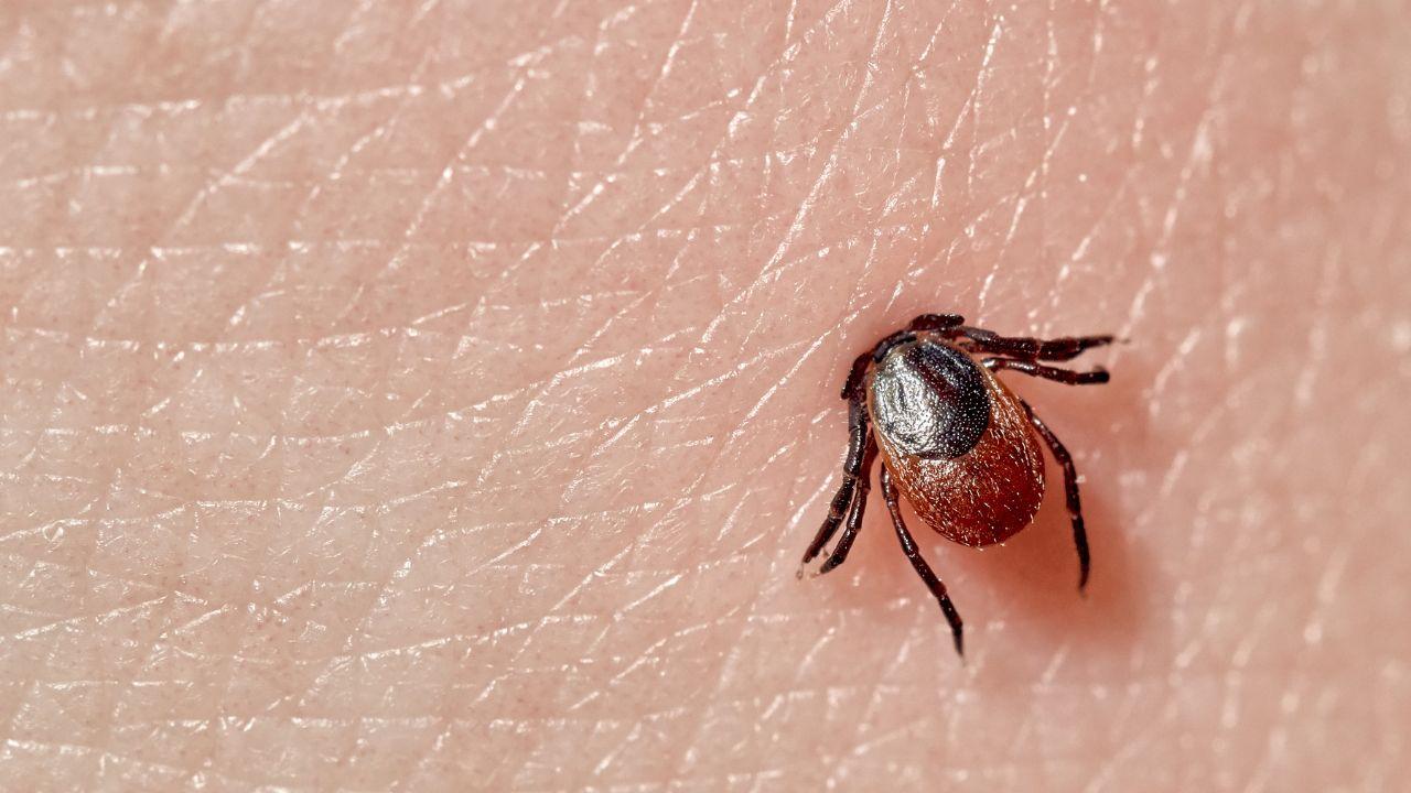 Imagem de um inseto na pele humana
