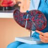 Fígado sobrecarregado: sinais que exigem atenção imediata