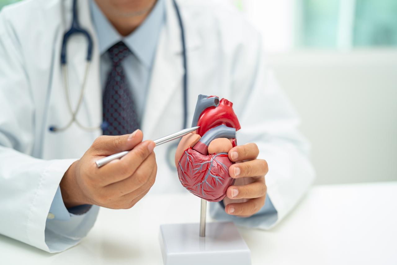Foto mostra médico sentado na cadeira mostrando um coração falso de estudo.