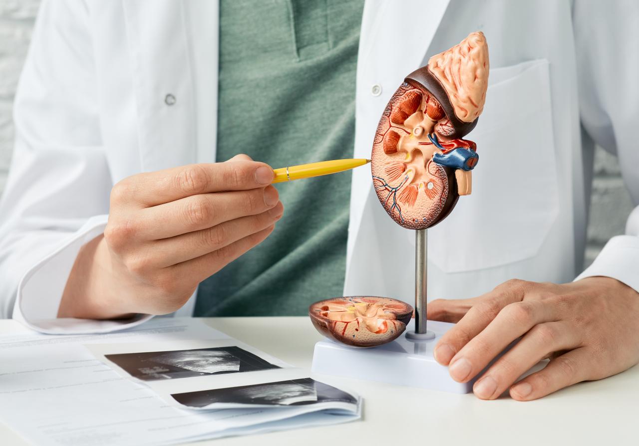 Foto representativa de um rim pela metade para mostrar a anatomia na mão de um médico.