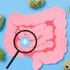 Disbiose: entenda os reais sinais de desequilíbrio no intestino