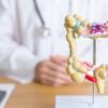 Foto mostra um médico no fundo desfocado com uma representação do sistema digestivo.